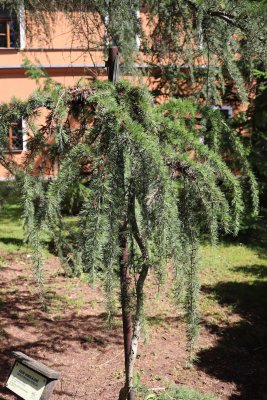 Cedrus deodara 'Pendula' - cedr himalájský - celek